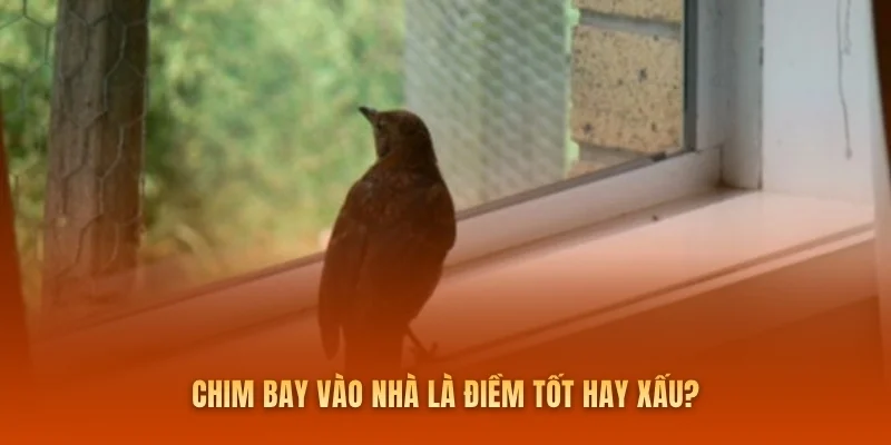 Chim bay vào nhà là điềm tốt hay xấu?